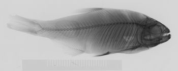 Media type: image;   Ichthyology 858 Aspect: lateral